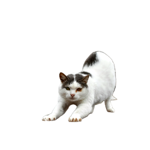 White And Gray Cat Stretching On A Wooden Surface Outdoors, Showcasing Its Playful Nature. 19806 - Cat PNG image with transparent background